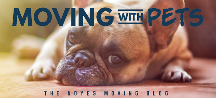 move pets noyes moving